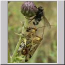 Panorpa communis - Gemeine Skorpionsfliege 01.jpg